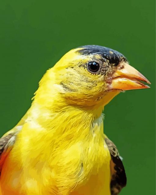 Close Up Yellow Finch Diamond Paintings