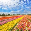 Colorful Buttercup Fields Diamond Painting