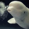 Cute Beluga Diamond Painting