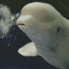 Cute Beluga Diamond Painting