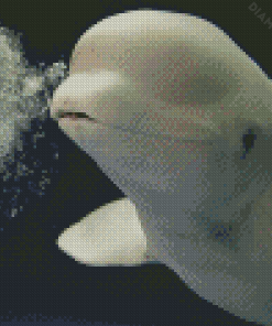 Cute Beluga Diamond Painting