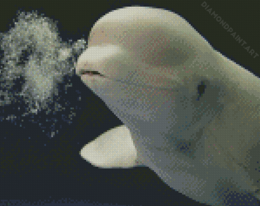 Cute Beluga Diamond Painting