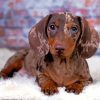 Cute Dapple Dachshund Diamond Painting