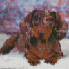 Cute Dapple Dachshund Diamond Painting