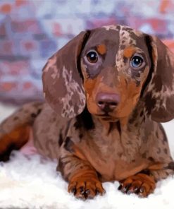 Cute Dapple Dachshund Diamond Painting