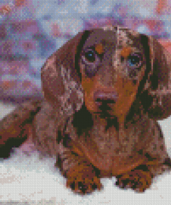 Cute Dapple Dachshund Diamond Painting