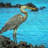 Cute Grey Heron Diamond Painting