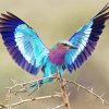 Cute Roller Bird Diamond Paintings