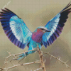 Cute Roller Bird Diamond Paintings