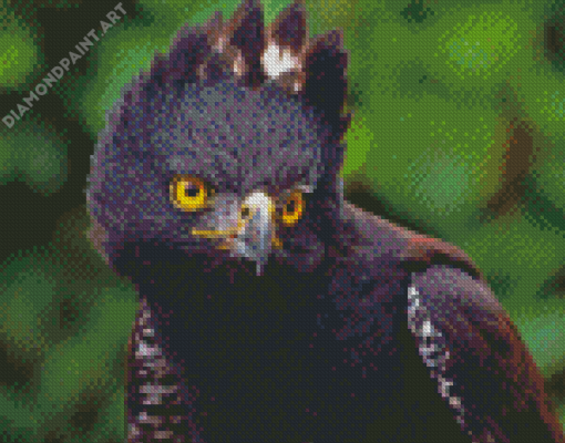 Cute Black Eagle Bird Diamond Painting