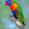 Cute Lory Bird Diamond Painting