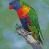 Cute Lory Bird Diamond Painting