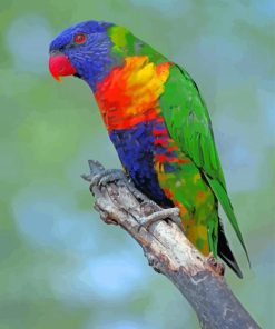 Cute Lory Bird Diamond Painting