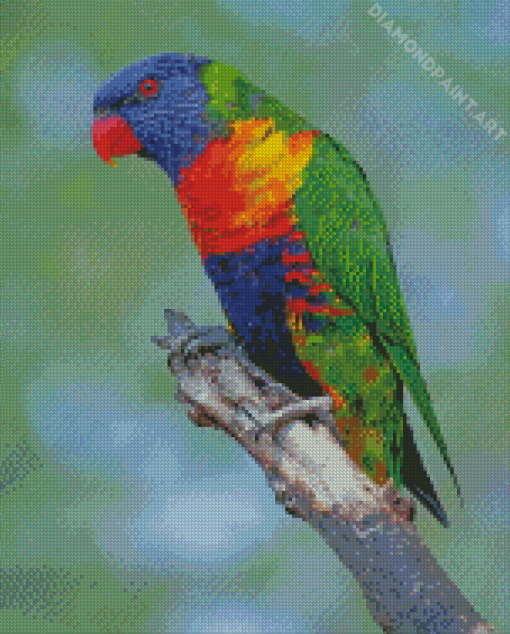 Cute Lory Bird Diamond Painting