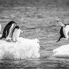 Four Black And White Penguins Diamond Painting