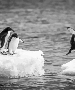 Four Black And White Penguins Diamond Painting