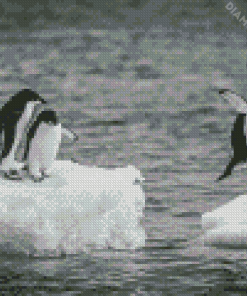 Four Black And White Penguins Diamond Painting