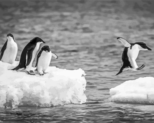 Four Black And White Penguins Diamond Painting