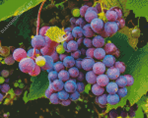 Grape Diamond Painting