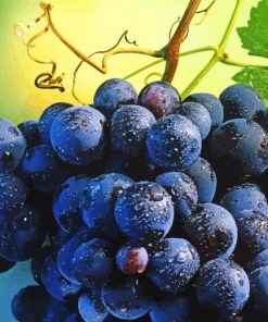 Grapevines With Water Drops Diamond Painting