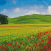 Green Grass And Red Flower Fields Italy Diamond Painting