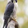 Peregrine Falcon Diamond Painting