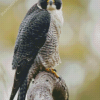 Peregrine Falcon Diamond Painting