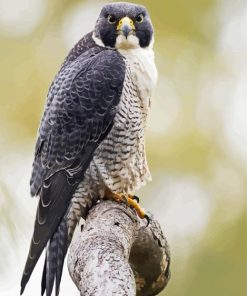 Peregrine Falcon Diamond Painting