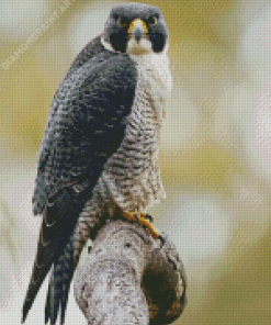 Peregrine Falcon Diamond Painting