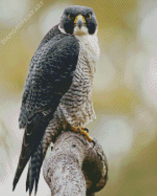 Peregrine Falcon Diamond Painting