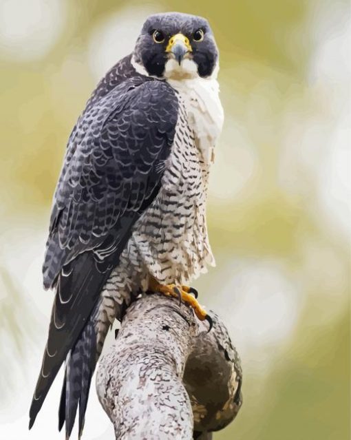 Peregrine Falcon Diamond Painting