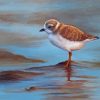 Piping Plover Art Diamond Painting