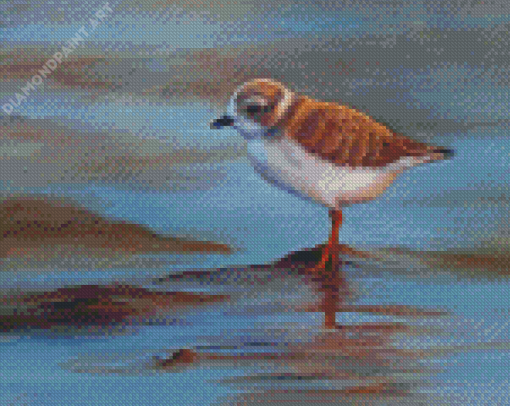 Piping Plover Art Diamond Painting