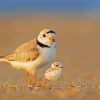 Piping Plover Birds Diamond Painting