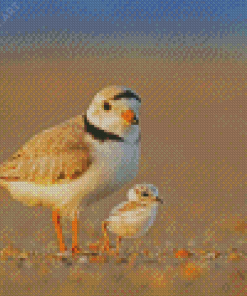 Piping Plover Birds Diamond Painting