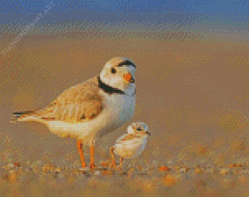 Piping Plover Birds Diamond Painting