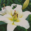 White Stargazer Lily Flower Diamond Painting