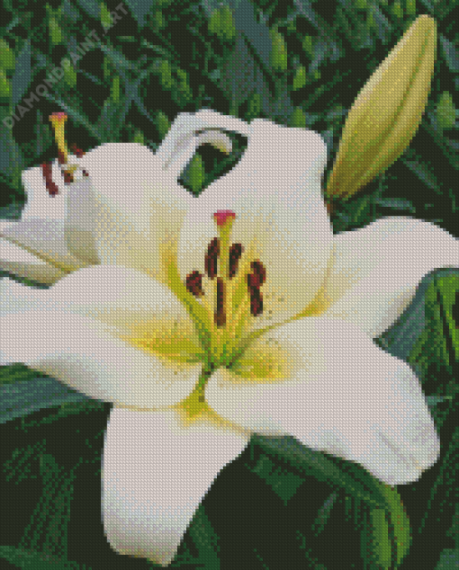 White Stargazer Lily Flower Diamond Painting