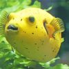 Yellow Pufferfish Diamond Painting