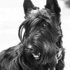 Black And White Scottish Terrier Dog Diamond Painting