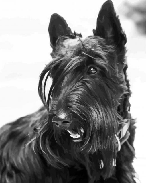 Black And White Scottish Terrier Dog Diamond Painting