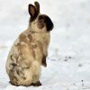 Rabbit In Snow Diamond Painting