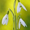 Snowdrops Diamond Painting