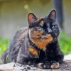 Tortoiseshell Cat Diamond Painting