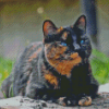 Tortoiseshell Cat Diamond Painting