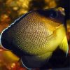 Xanthurus Cream Angelfish Diamond Painting