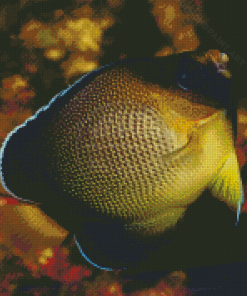 Xanthurus Cream Angelfish Diamond Painting