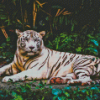 Albino Tiger Animal Diamond Painting