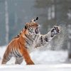 Tiger In The Snow Diamond Painting