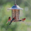 Where To Hang Seed Feeders For Birds Diamond Painting